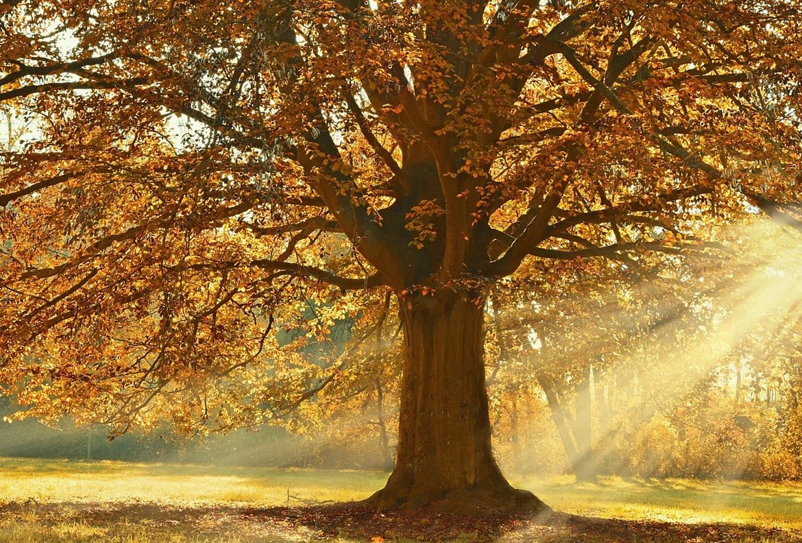 秋の公園で木漏れ日が差し込む菩提樹の紅葉
